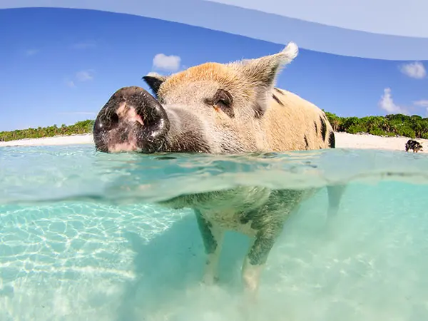 Segeln auf den Bahamas